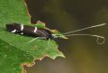 Athripsodes sp.